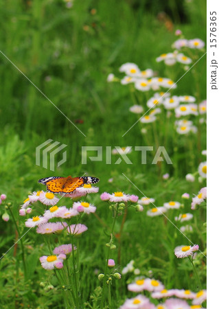 ヒメジオンの中を移動するツマグロヒョウモン 1576365