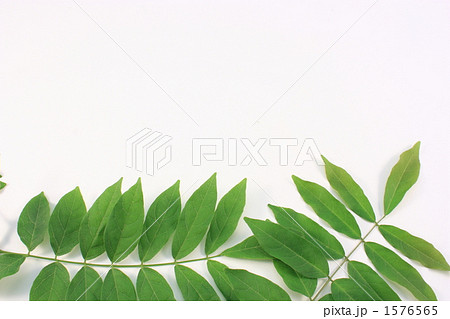 藤の若葉 1576565