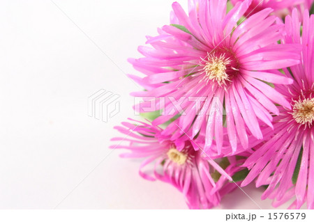 サボテンの花 1576579