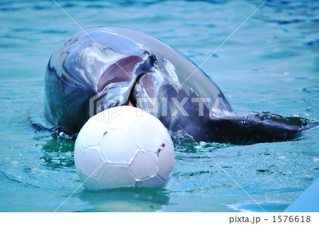 サッカーボールで遊ぶイルカ サッカーボールで遊ぶイルカ 1576618