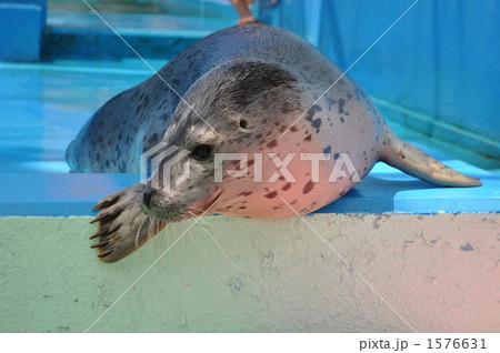 ゴマフアザラシの子供 ゴマフアザラシの子供 1576631