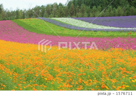 ファーム富田のラベンダー畑 1576711