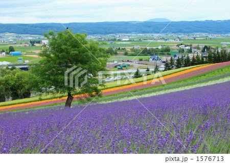 ラベンダー畑 1576713