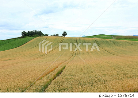 赤麦の丘 1576714