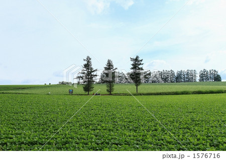 マイルドセブンの丘 1576716