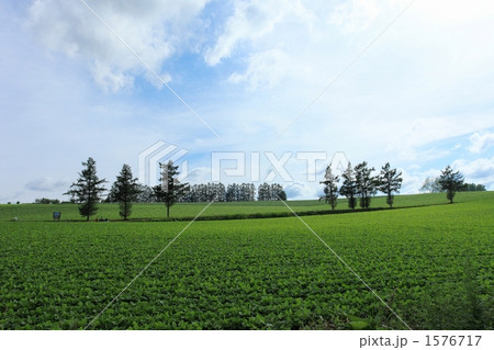 マイルドセブンの丘 1576717