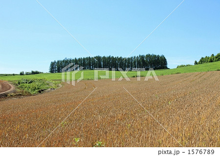 美瑛の風景 美瑛の風景 1576789