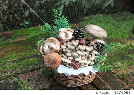 きのこ きのこ 1576968