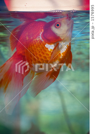 金魚 1576995