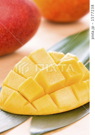 マンゴー マンゴー 1577238