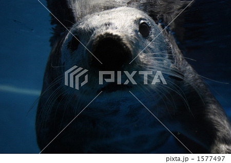 君だれ? 君だれ? 1577497