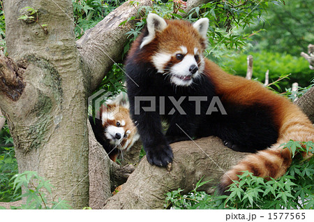 木の上のレッサーパンダ 1577565
