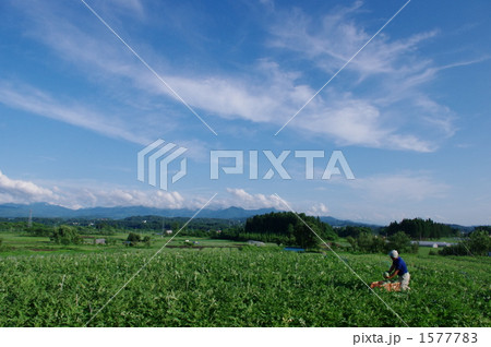 スイカ畑 1577783