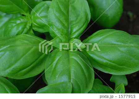 バジル バジル 1577915