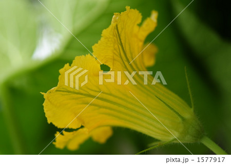 かぼちゃの花と虫の写真素材