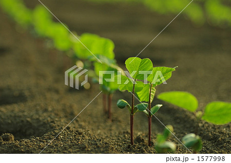 枝豆の苗 1577998