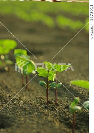 枝豆の苗 1578011