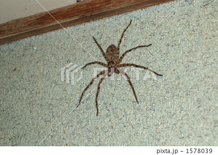 蜘蛛 蜘蛛 1578039