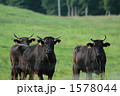 1578044