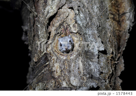 巣穴から覗くエゾモモンガ 1578443