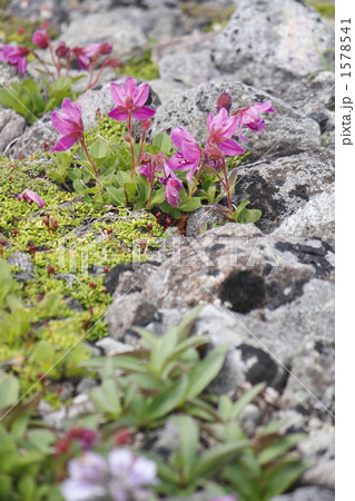 エゾツツジ エゾツツジ 1578541