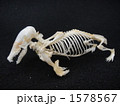 アズマモグラ全身骨格標本 1578567