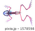 ウシガエル透明標本 1578598