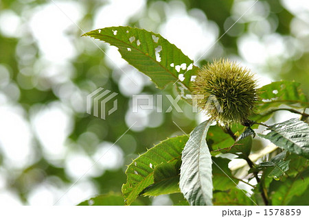 いが栗 1578859