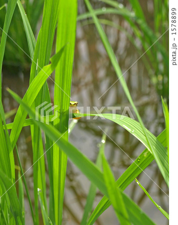 田んぼのカエル 1578899