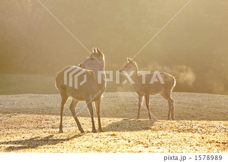 朝日を浴びる親子鹿 1578989