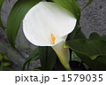 水芭蕉 1579035