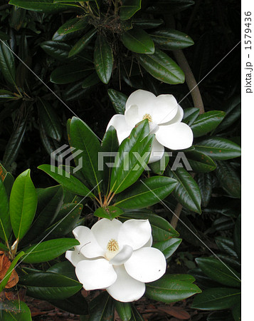 大きな山のような木に白い大輪の花を咲かすタイサンボクの写真素材