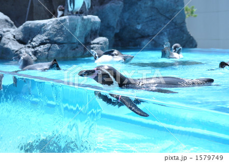 プールでたゆたうペンギン 1579749