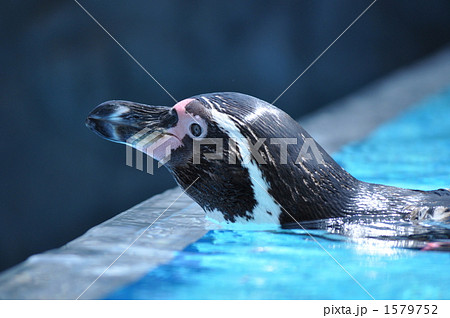 プールのふちのペンギン プールのふちのペンギン 1579752
