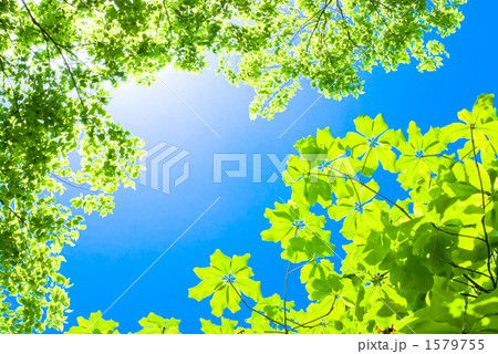 ホオノキとエノキの新緑と青空 ホオノキとエノキの新緑と青空 1579755