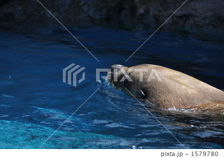 泳ぐトド 泳ぐトド 1579780