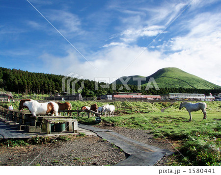 草原の馬 1580441
