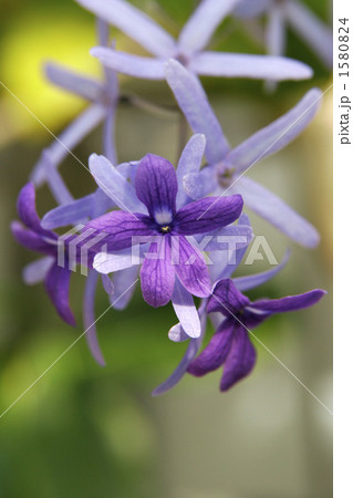花 品種名 ペトレア ウォルビリス 枝垂れペトレア の写真素材