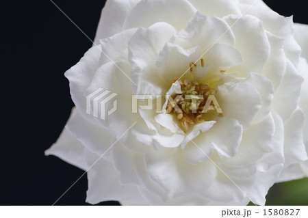 薔薇・品種名/カルトブランシェ 1580827