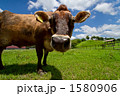 放牧 1580906