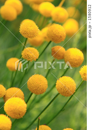 黄色くて丸い花の写真素材
