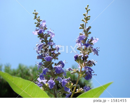 チェストツリー 1581455