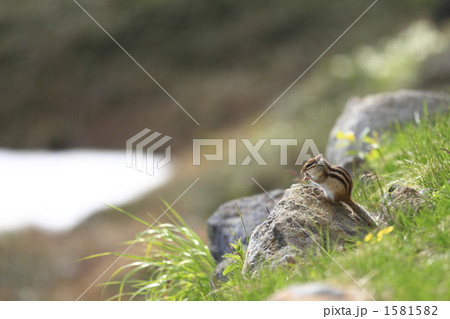 エゾシマリス エゾシマリス 1581582