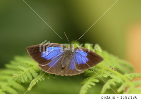 ムラサキシジミ 1582136