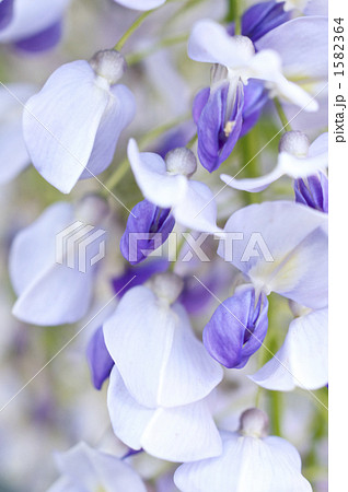 藤の花のアップ 1582364
