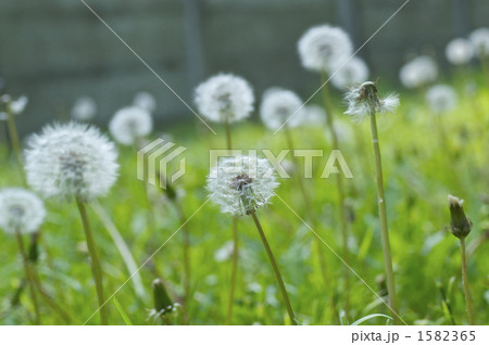 タンポポの綿帽子がいっぱい タンポポの綿帽子がいっぱい 1582365