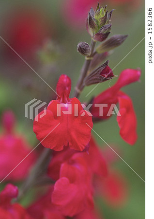 赤いサルビアの花 1582366