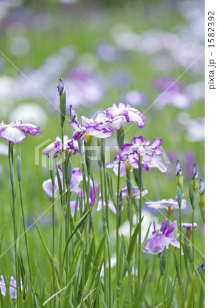 紫の花菖蒲 1582392