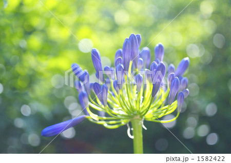 アバガンサスの花 1582422