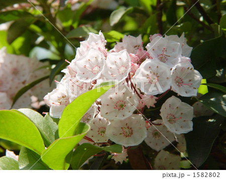 05月　カルミア・ツツジ科06 1582802